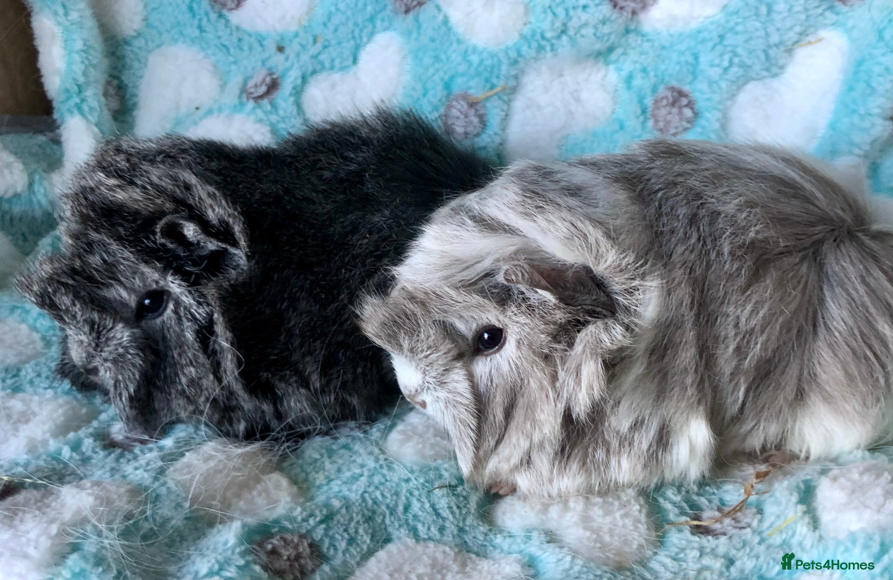 Guinea Pig rodents Beautiful baby Longhaired Peruvians now Reserved - Advert 7