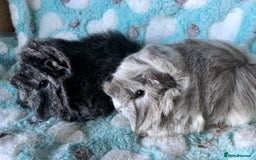Guinea Pig rodents for sale: Beautiful baby Longhaired Peruvian boys  - Advert 1