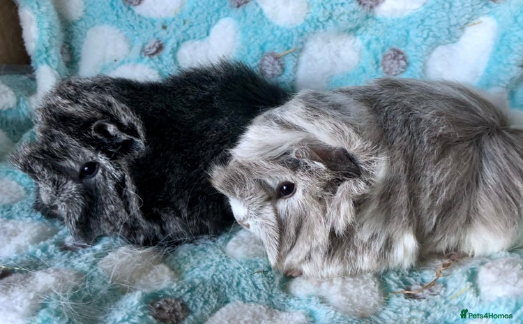 Guinea Pig rodents Beautiful baby Longhaired Peruvian boys  - Advert 1