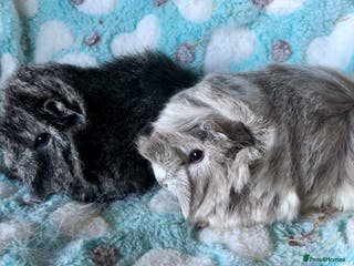 Guinea Pig rodents Beautiful baby Longhaired Peruvians now Reserved - Advert 19