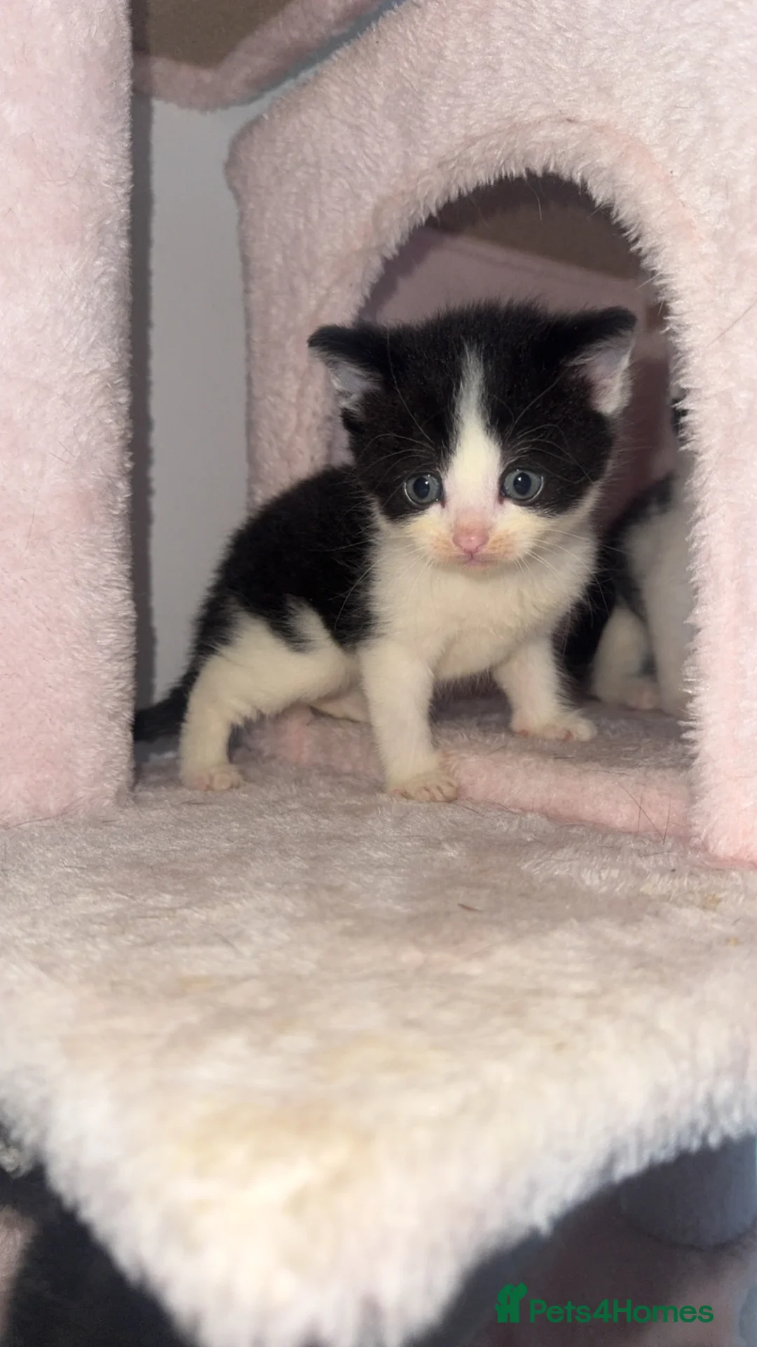 Mixed Breed cats for sale: 4 adorable little kittens looking for new homes  - Advert 2