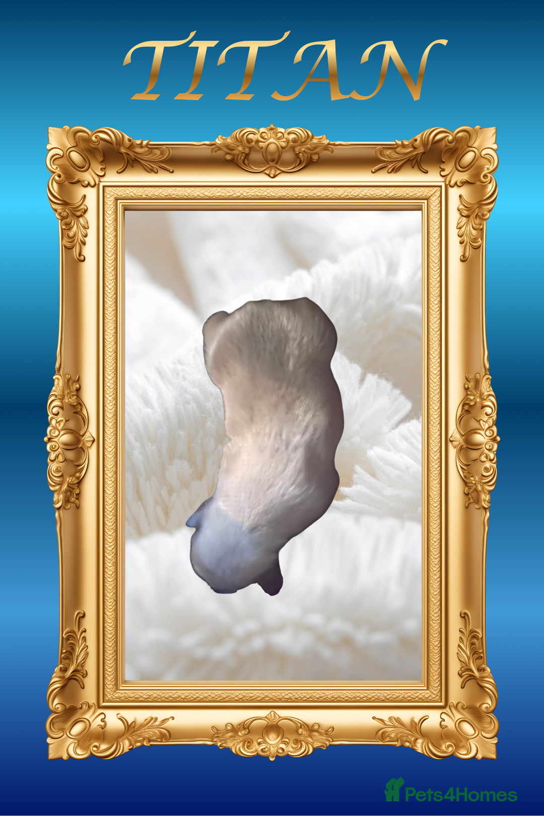 French Bulldog dogs for sale: Born Of Zeus Of Thunder - Advert 2