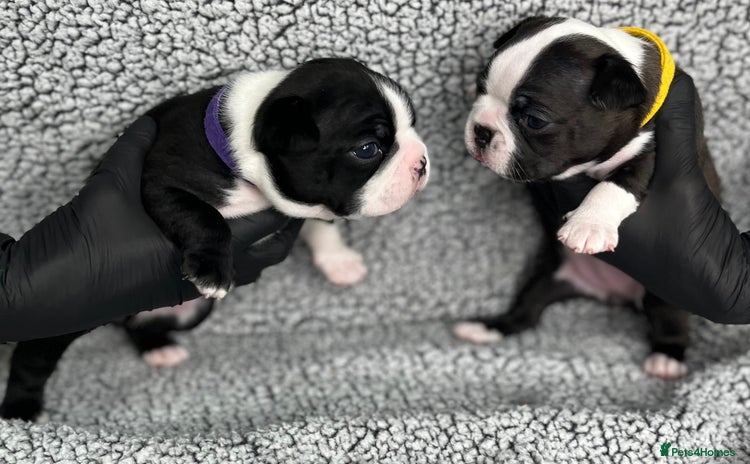 Boston Terrier dogs - Advert 1