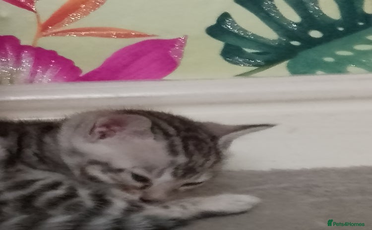 Bengal cats - Advert 3
