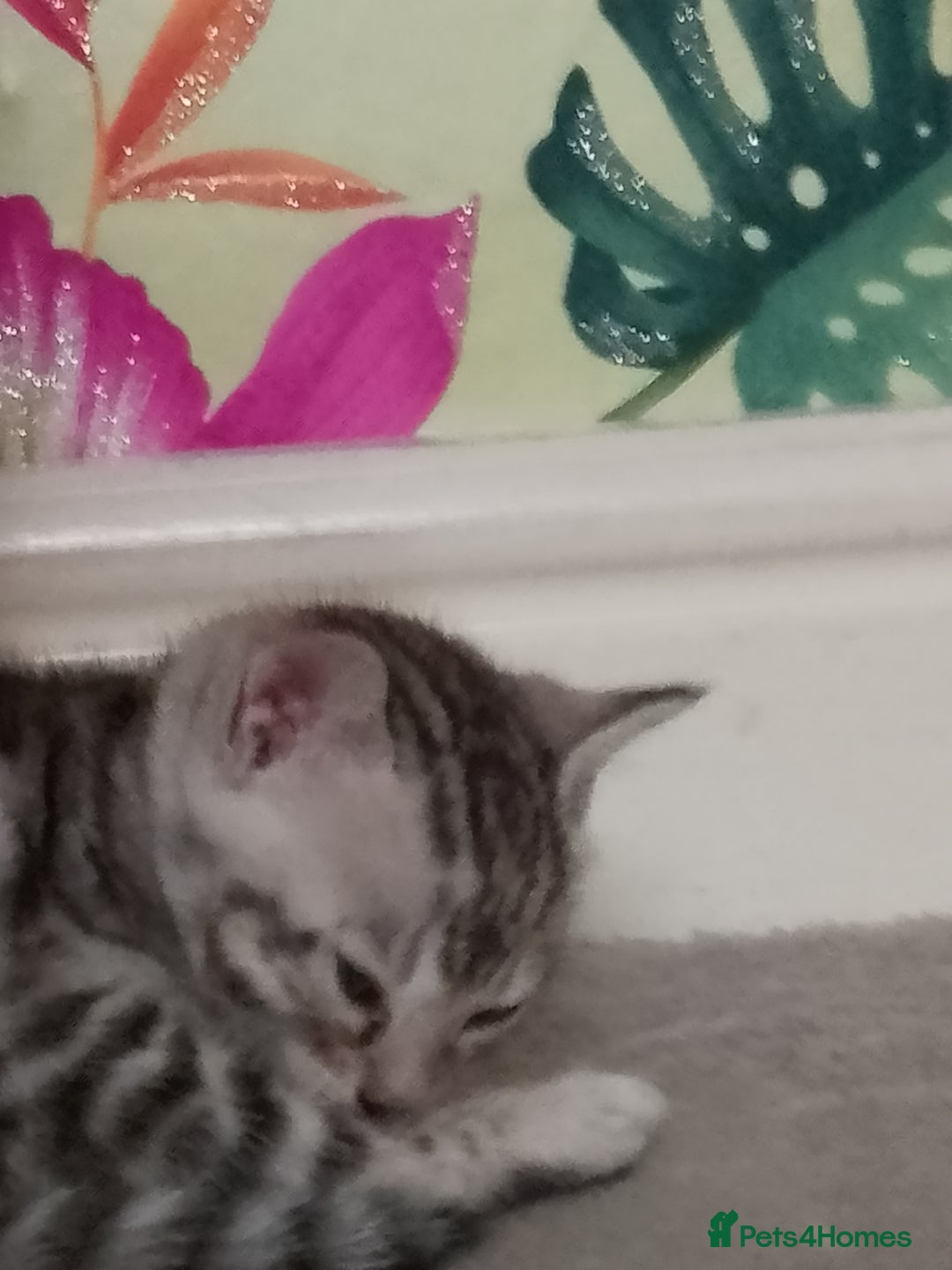 Bengal cats for sale: Silver bengals - Image 1