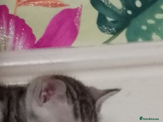 Bengal cats - Advert 8