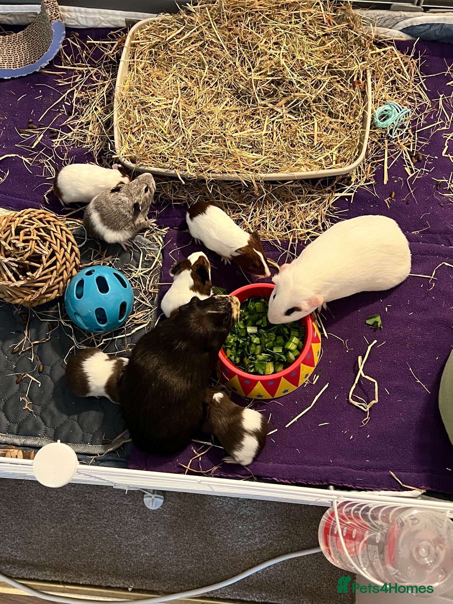 Guinea Pig rodents 2 week old baby guinea pigs for sale - Advert 1