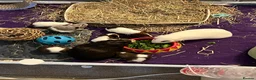 Guinea Pig rodents for sale: 2 week old baby guinea pigs for sale - Advert 1
