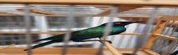 Softbills birds for sale: Greater Blue-eared Starling - Advert 4