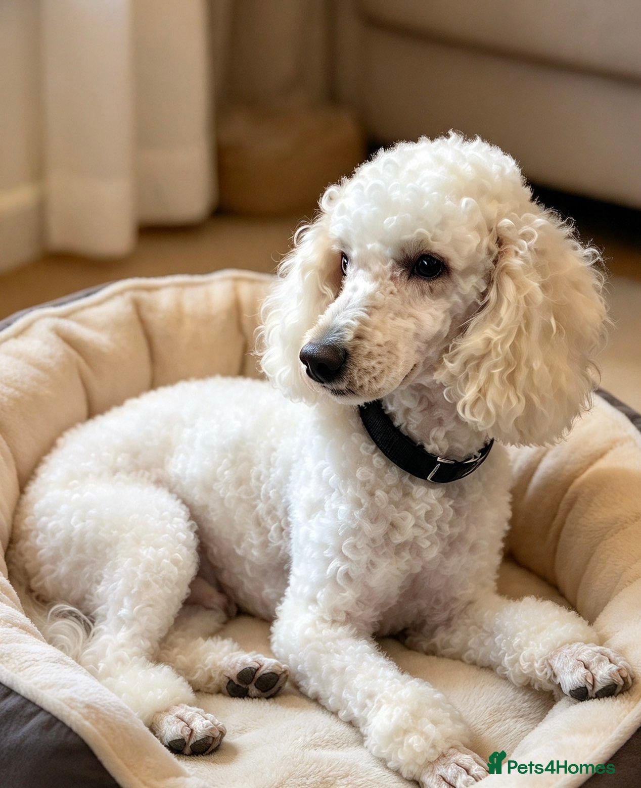 Cockapoo dogs for sale: Beautiful babies  - Advert 6
