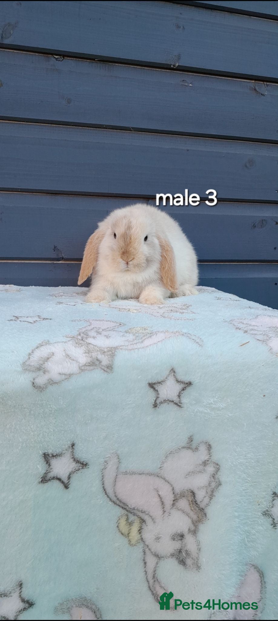 Mini Lop rabbits Beautiful purebred mini lops  - Advert 2