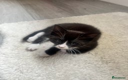 Norwegian Forest Cat cats for sale: Norwegian forest X kittens  - Image 10