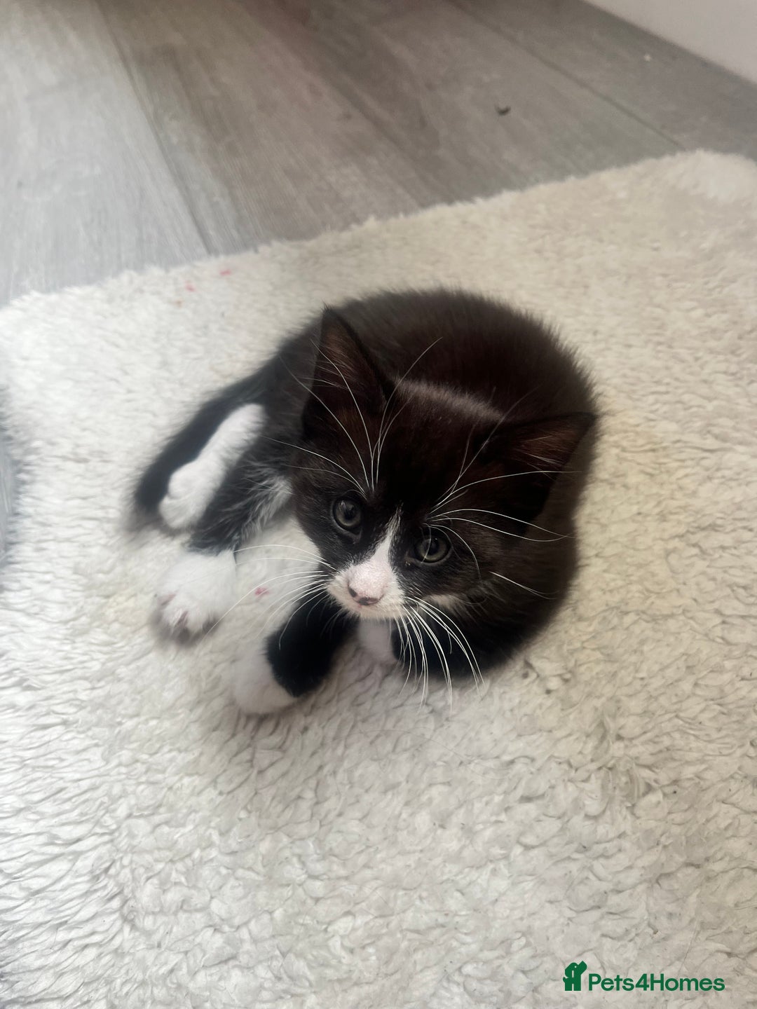 Norwegian Forest Cat cats for sale: Norwegian forest X kittens  - Image 10