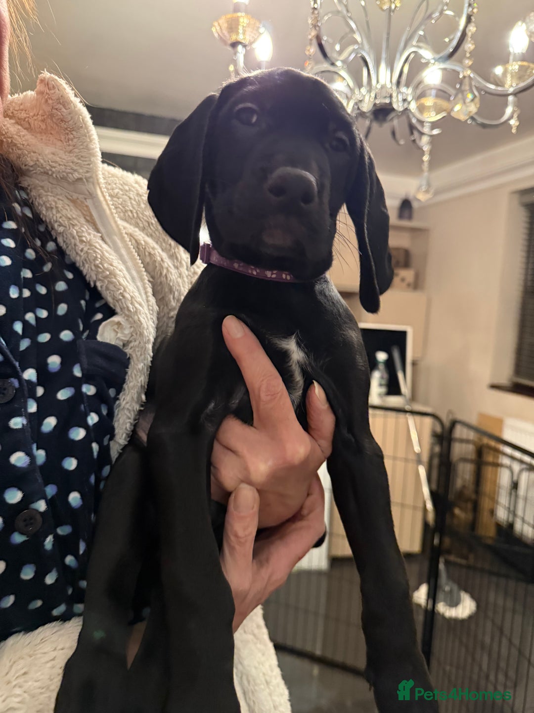 Mixed Breed dogs for sale: Well reared Quality puppies - Advert 4