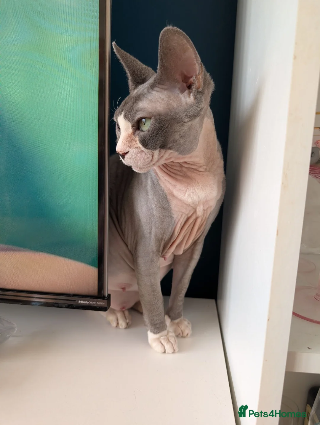 Sphynx cats for sale: Ready for reservation  - Advert 17