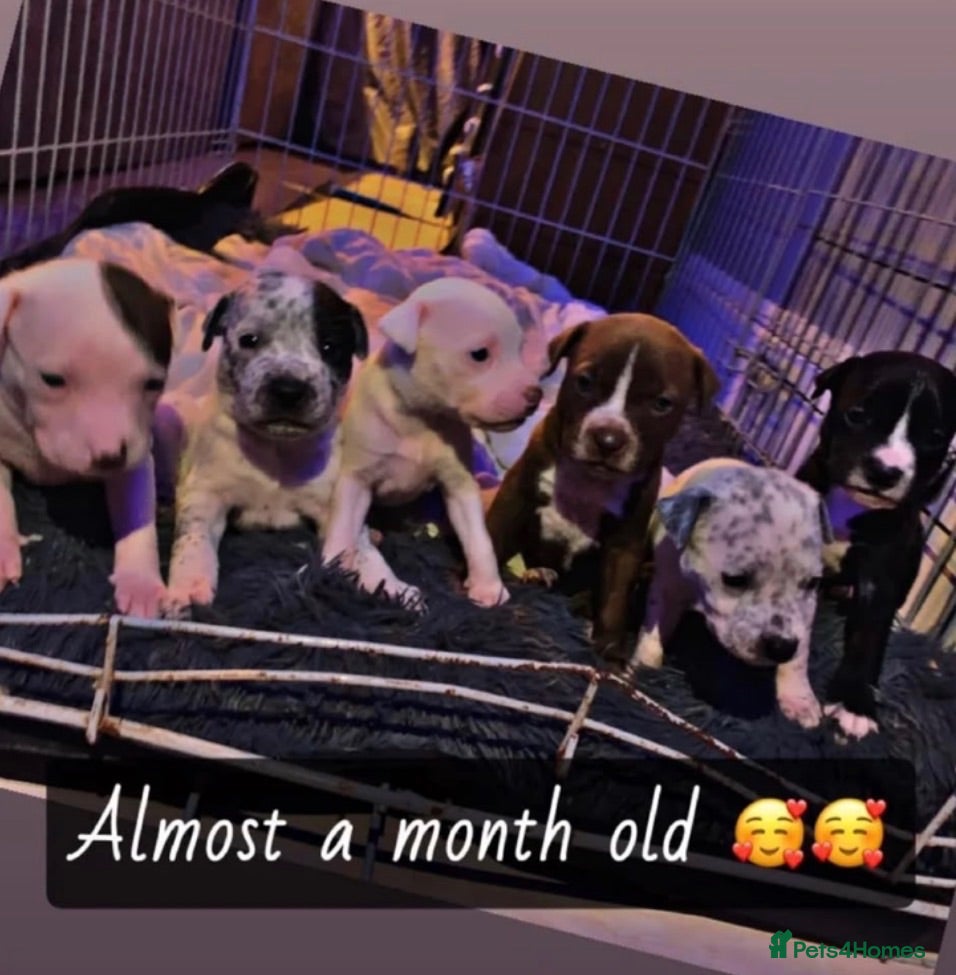 Mixed Breed dogs German Staff x bull mastif - Advert 18