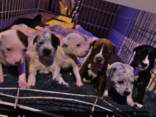 Mixed Breed dogs German Staff x bull mastif - Advert 1