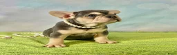 French Bulldog dogs for sale: Beautiful French Bulldog puppies! - Advert 11