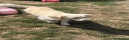Golden Retriever dogs for sale: Beautiful golden retriever  - Advert 5