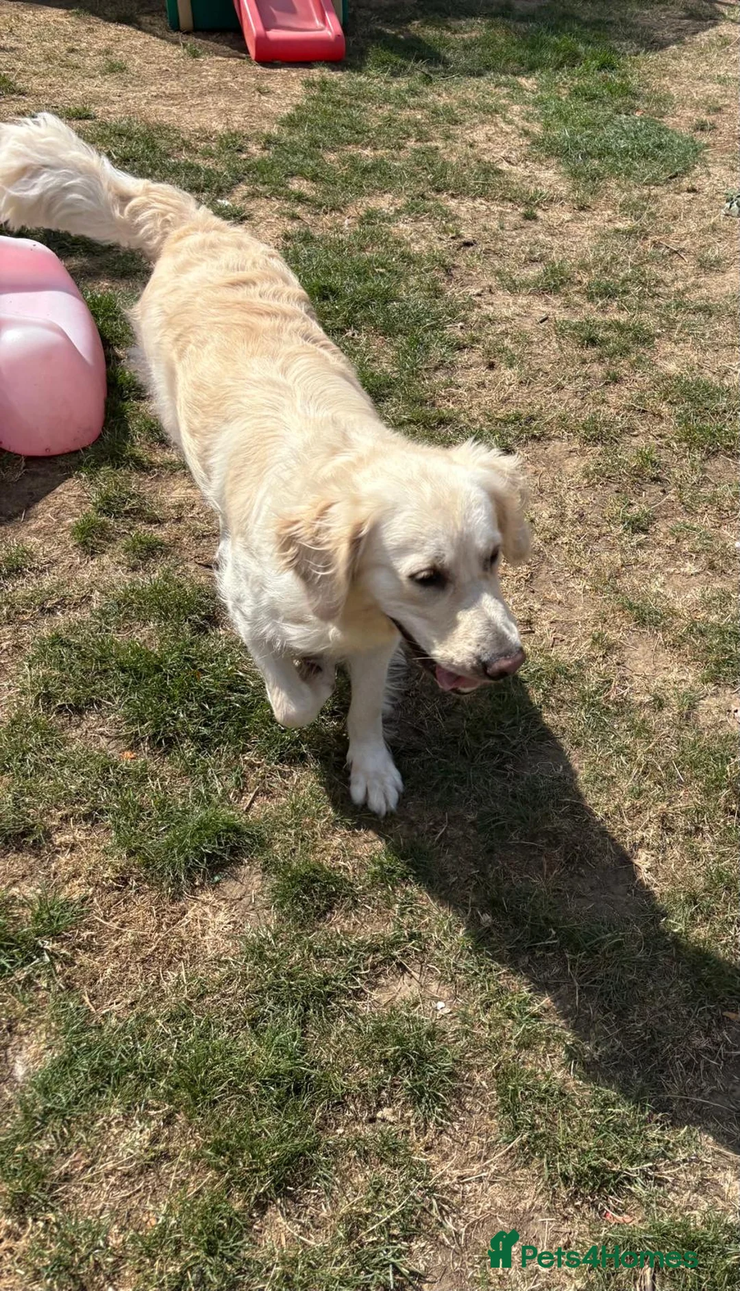 Golden Retriever dogs for sale: Beautiful golden retriever  - Advert 5