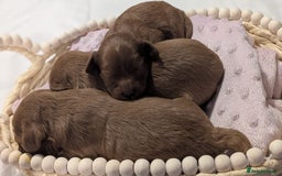 Cavapoo dogs for sale: Rare extensively health tested F1 cavapoos  - Image 29