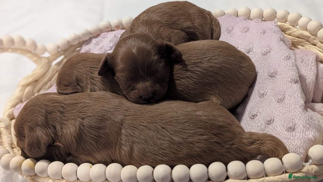 Cavapoo dogs for sale: Rare extensively health tested F1 cavapoos  - Image 29