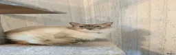Ragdoll cats for sale: 3 Beautiful Ragdoll Cats  - Advert 3