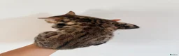 Bengal cats for sale: Beautiful bengal kitten  - Advert 3