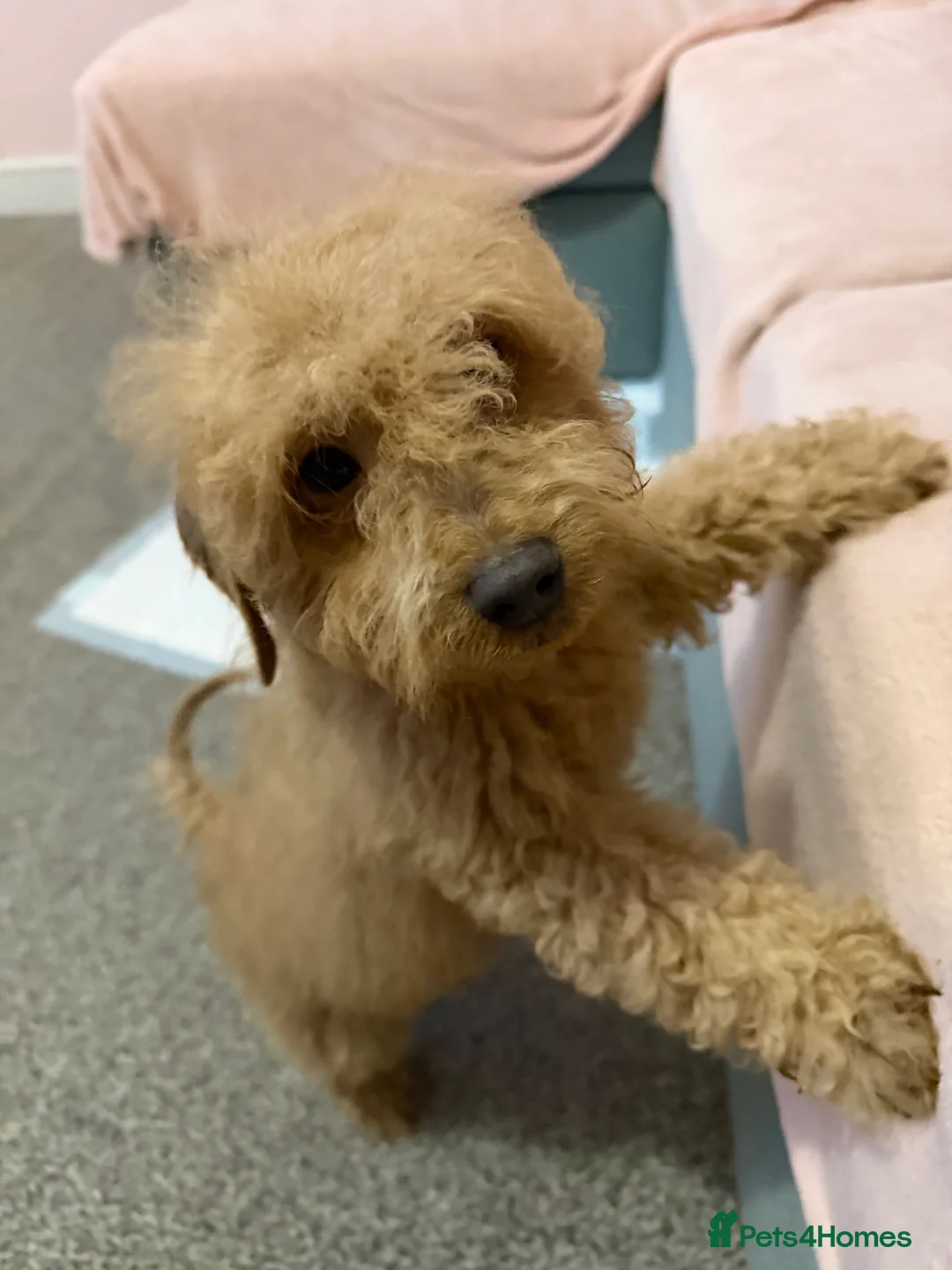 Cavapoo dogs for sale: Cavapoo Puppy – 12 Weeks Old – £1000 in Ware - Advert 1