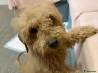 Cavapoo dogs Cavapoo Puppy – 12 Weeks Old – £1000 in Ware - Advert 1