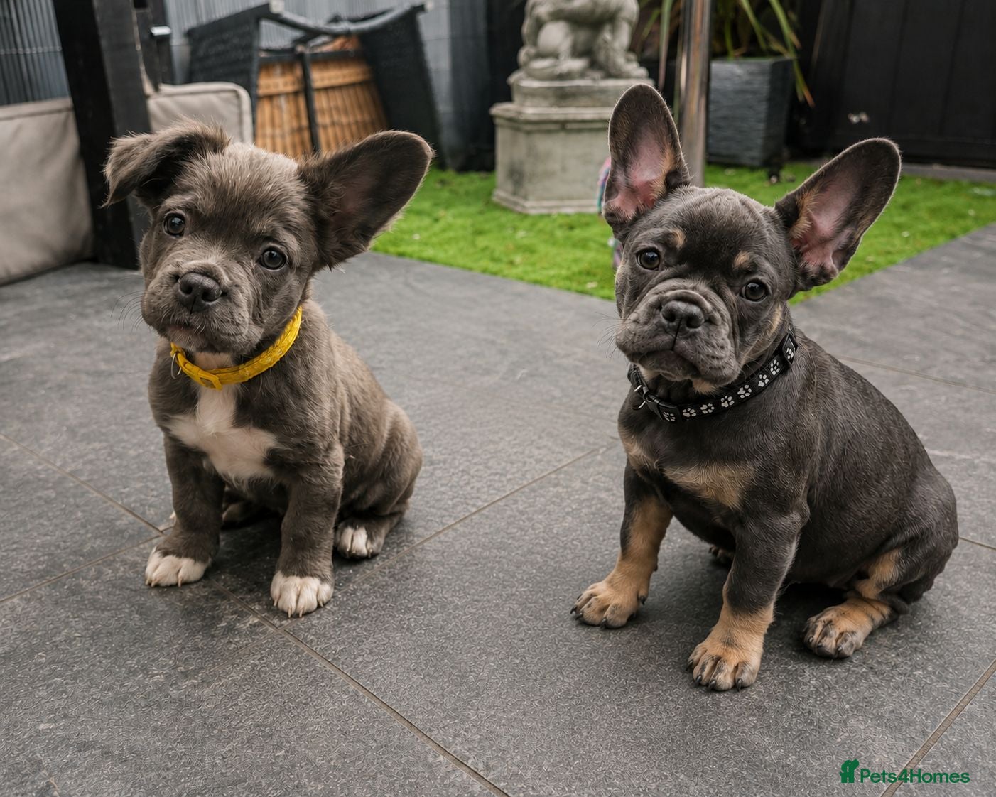 French Bulldog dogs READY TO GO!! 2GIRLS LEFT! French Bull Dog Puppies - Advert 1