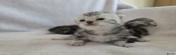 British Shorthair cats for sale: Original BSH Silver Tabby kittens  - Advert 20