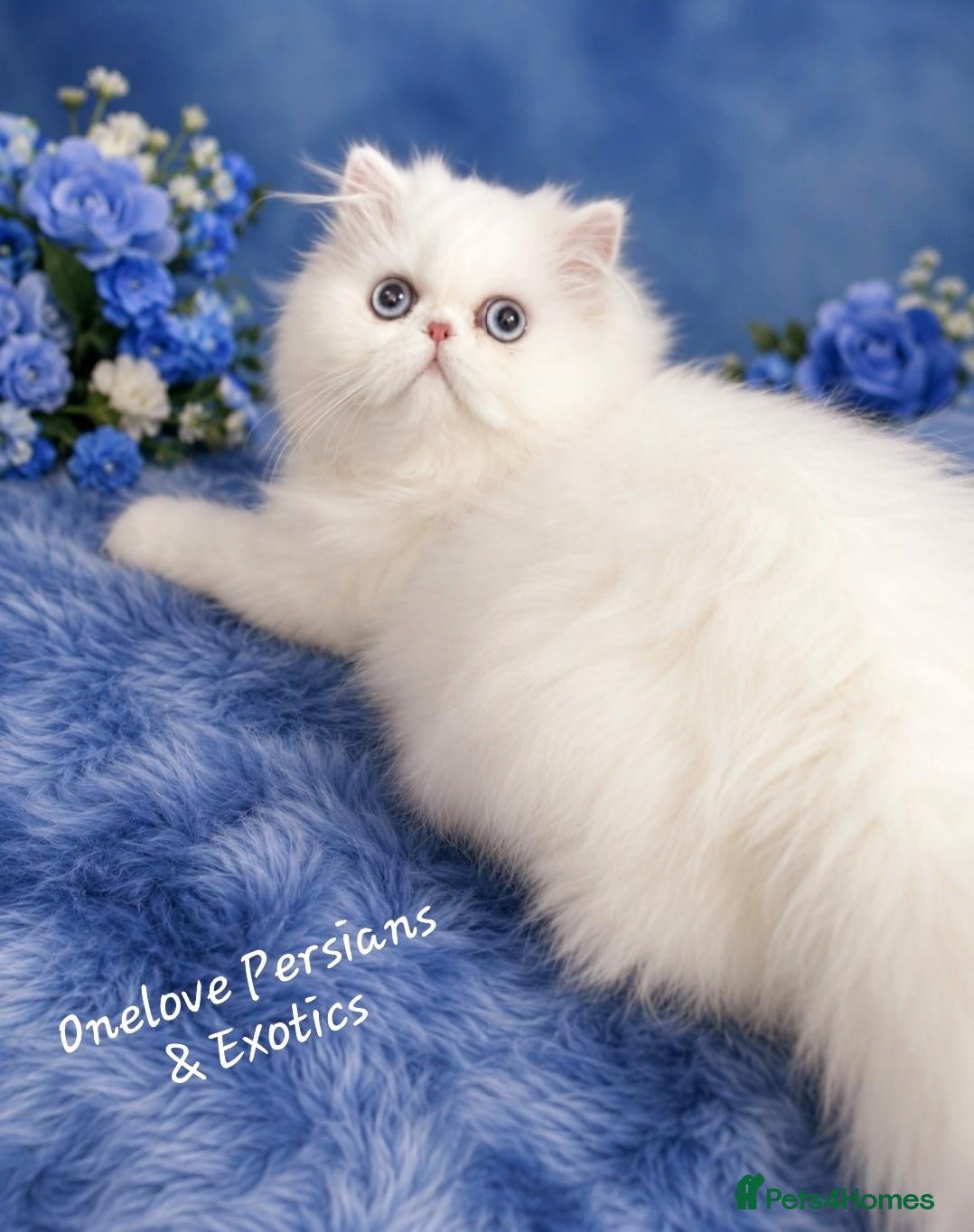 Persian cats 🎀 One girl left GCCF Persian Kitten 🎀 - Advert 14