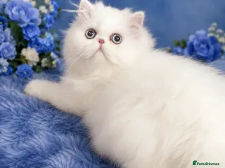 Persian cats 🎀 One girl left GCCF Persian Kitten 🎀 - Advert 18