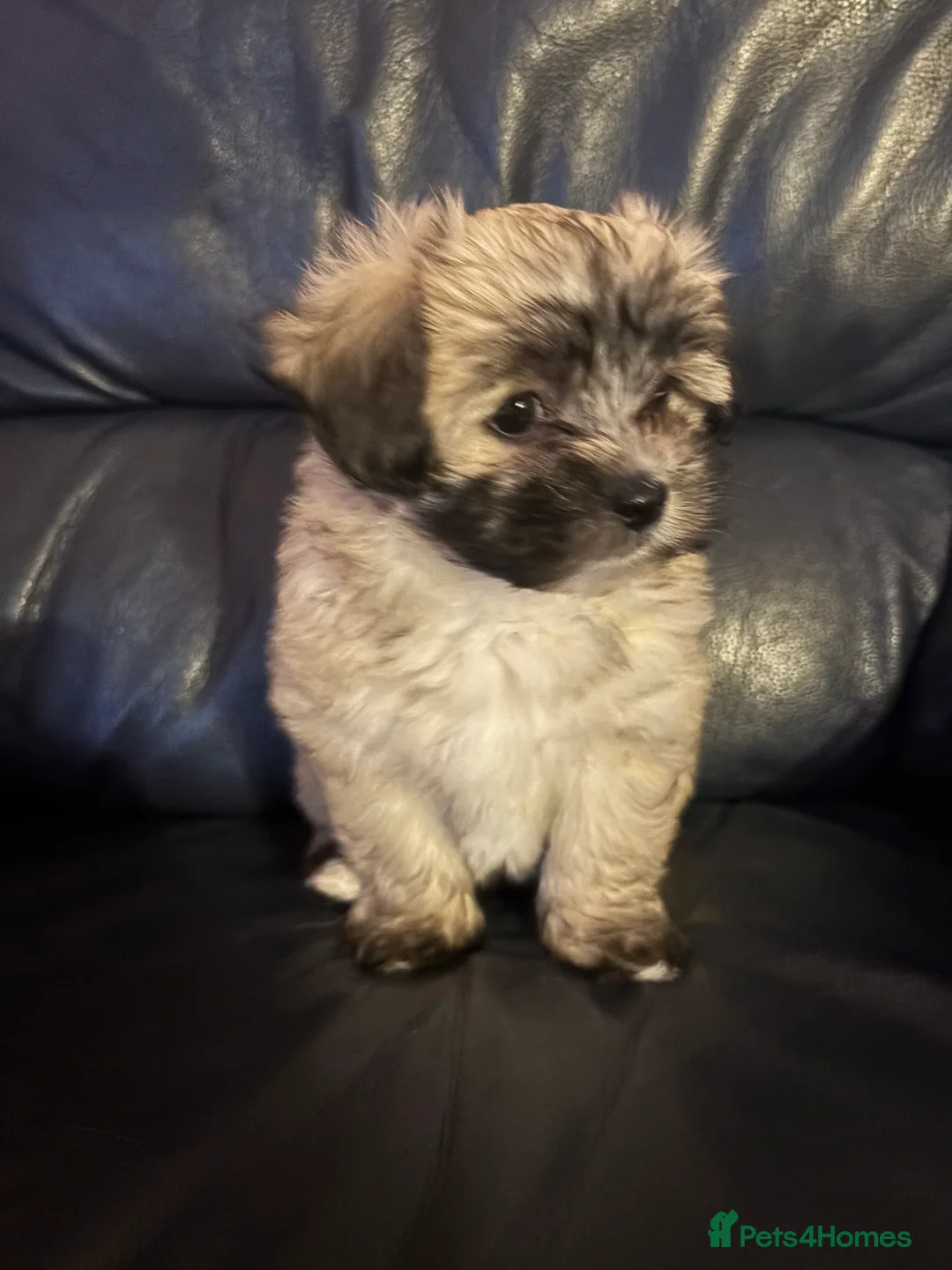 Maltipoo dogs for sale: Maltipoo - Advert 18