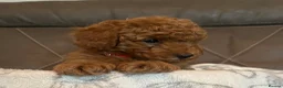 Toy Poodle dogs for sale: Toy poodle puppies  - Advert 5