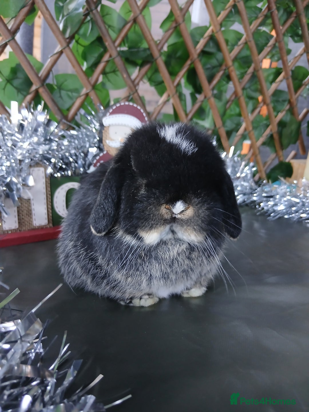 Mini Lop rabbits for sale: Pure mini lop babies - Advert 5