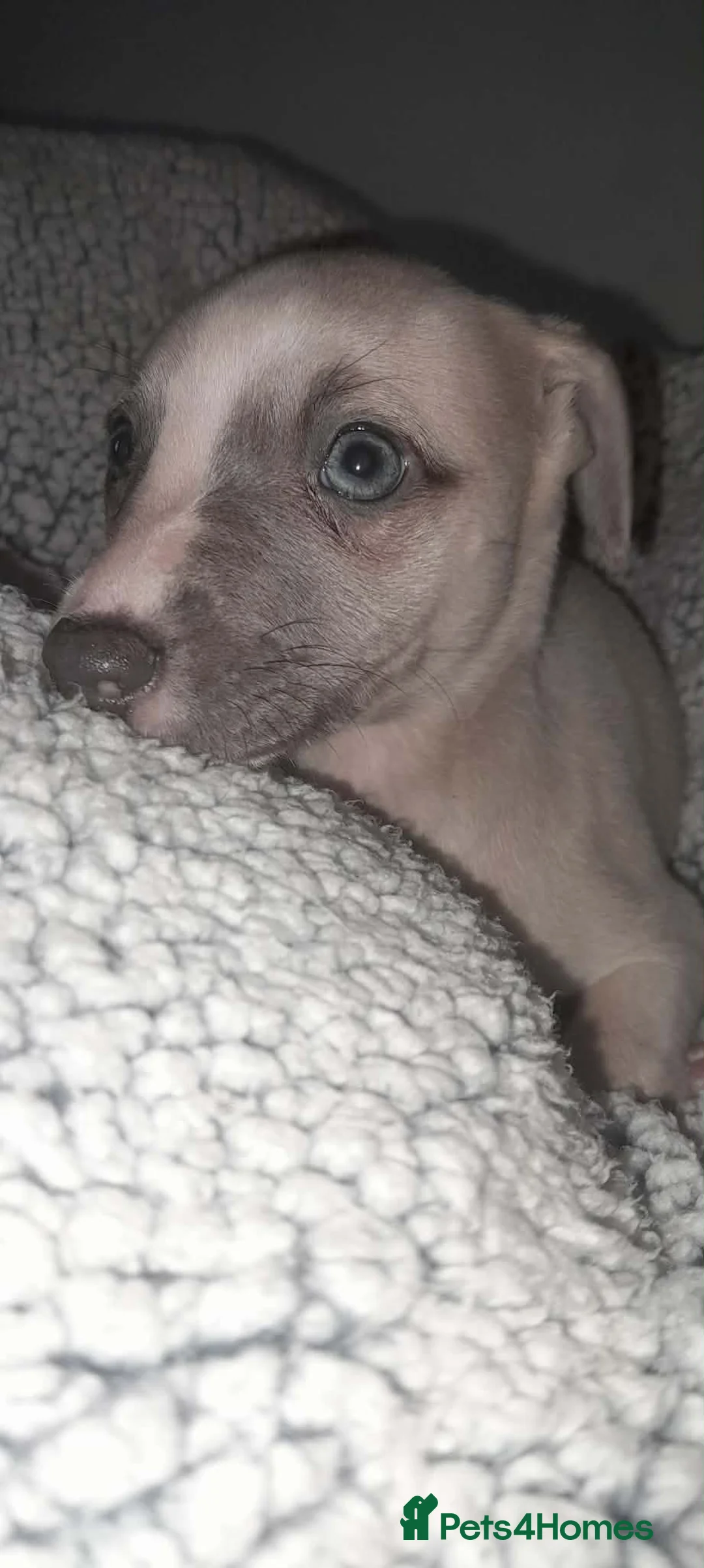 Whippet dogs for sale: Whippet pups 1 girl available  - Advert 2