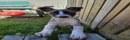 Welsh Collie dogs for sale: tri colour welsh collie - Advert 4