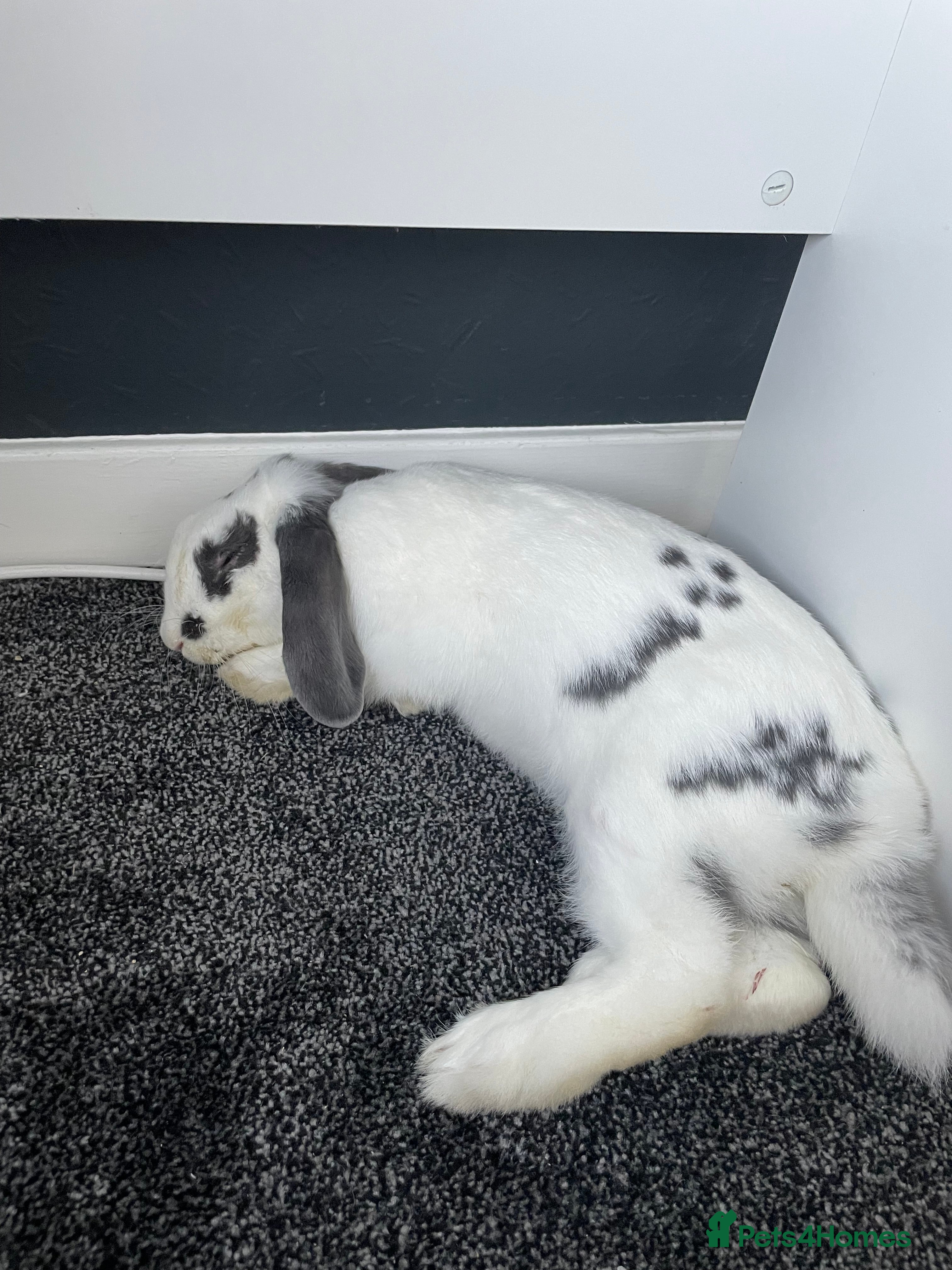 French Lop rabbits Blackjack - Advert 1