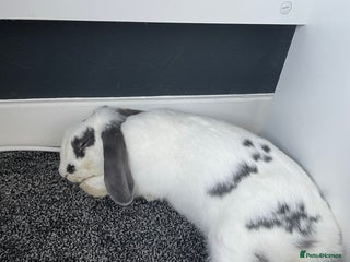French Lop rabbits Blackjack - Advert 1