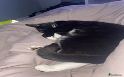 Mixed Breed cats for sale: Flimflam & Bojo - Image 22