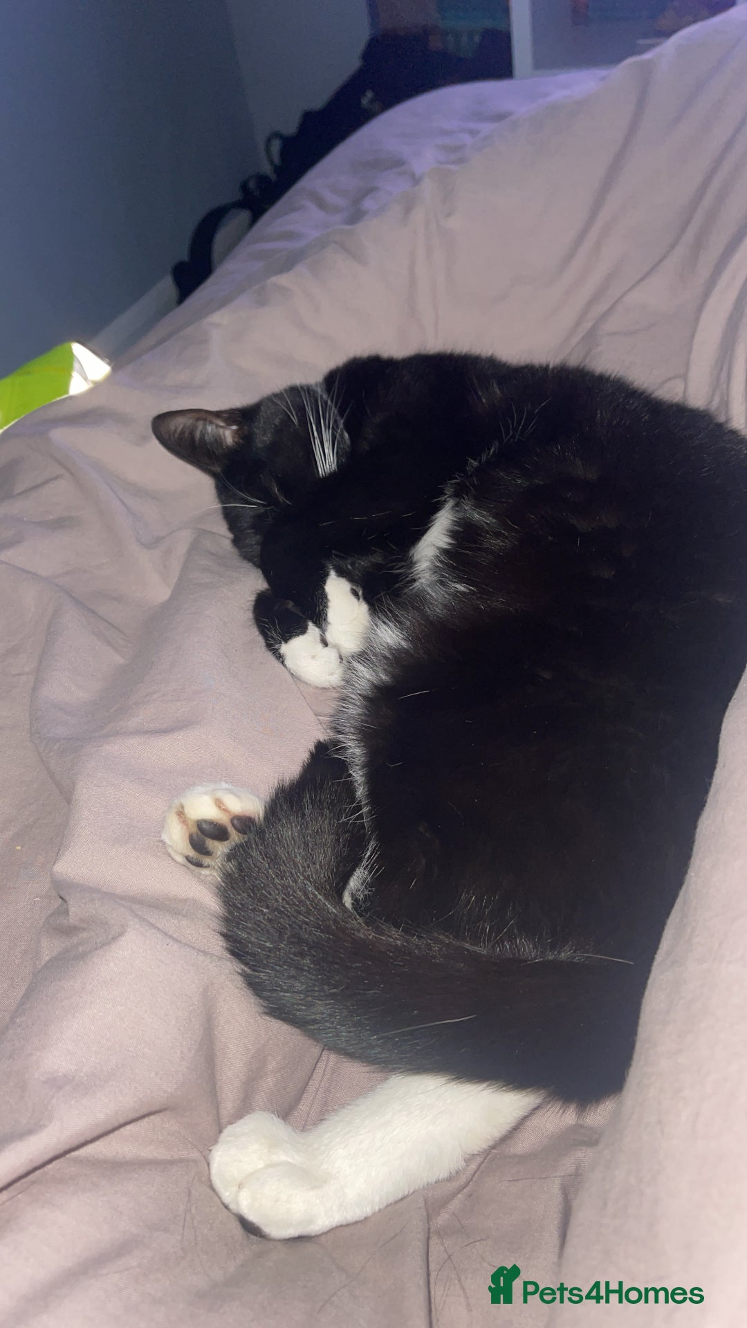 Mixed Breed cats for sale: Flimflam & Bojo - Image 22