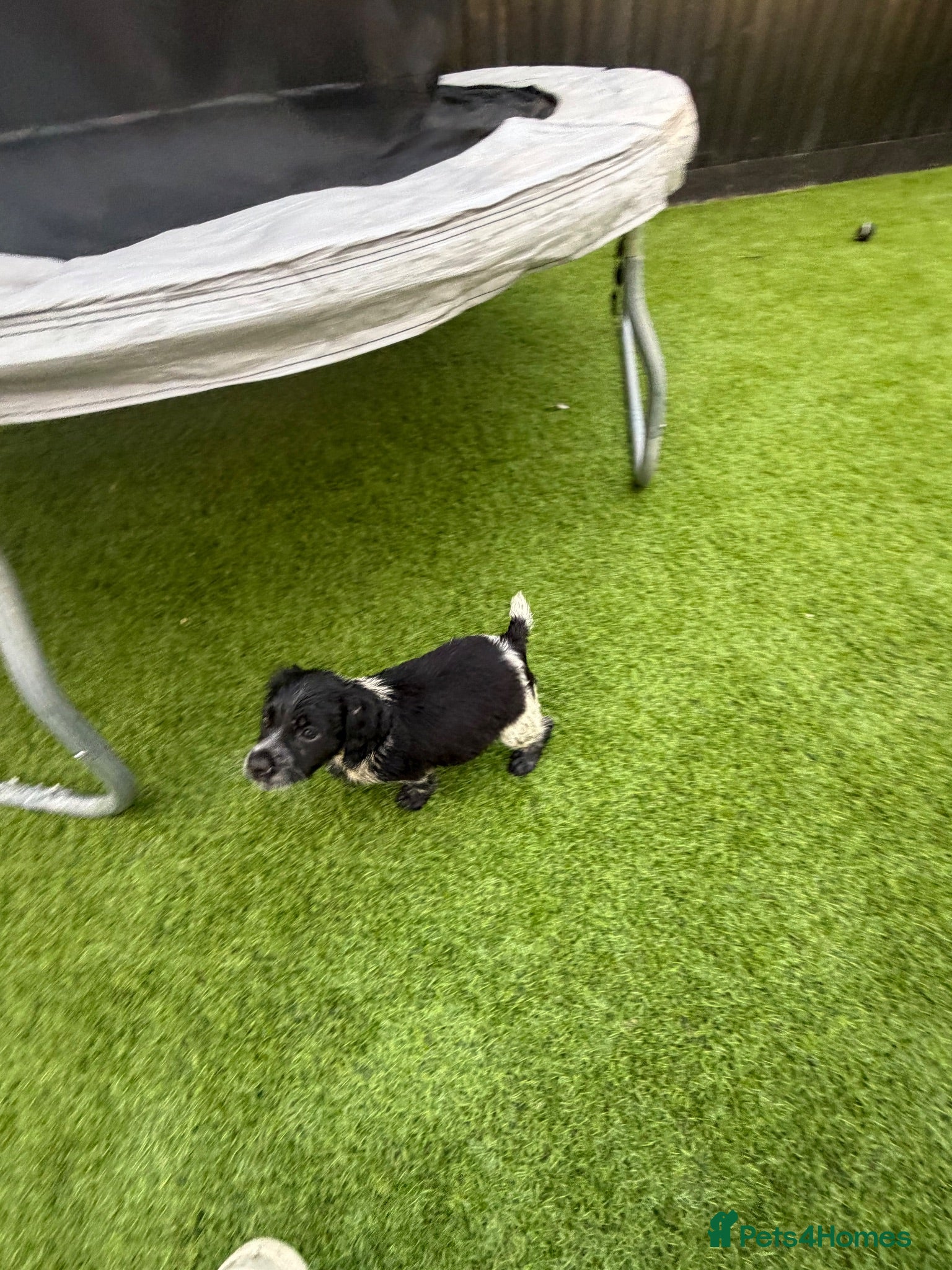 Brittany Spaniel dogs Working Brittany’s ready now ! Last pup !  - Advert 3