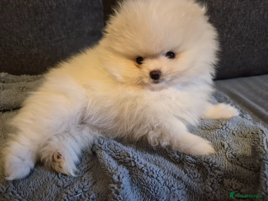 Pomeranian dogs for sale: White pomeranian tady bears in Castleford - Advert 1