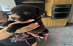 Mixed Breed dogs for sale: Cane Corso x American Bulldog puppies  - Image 5