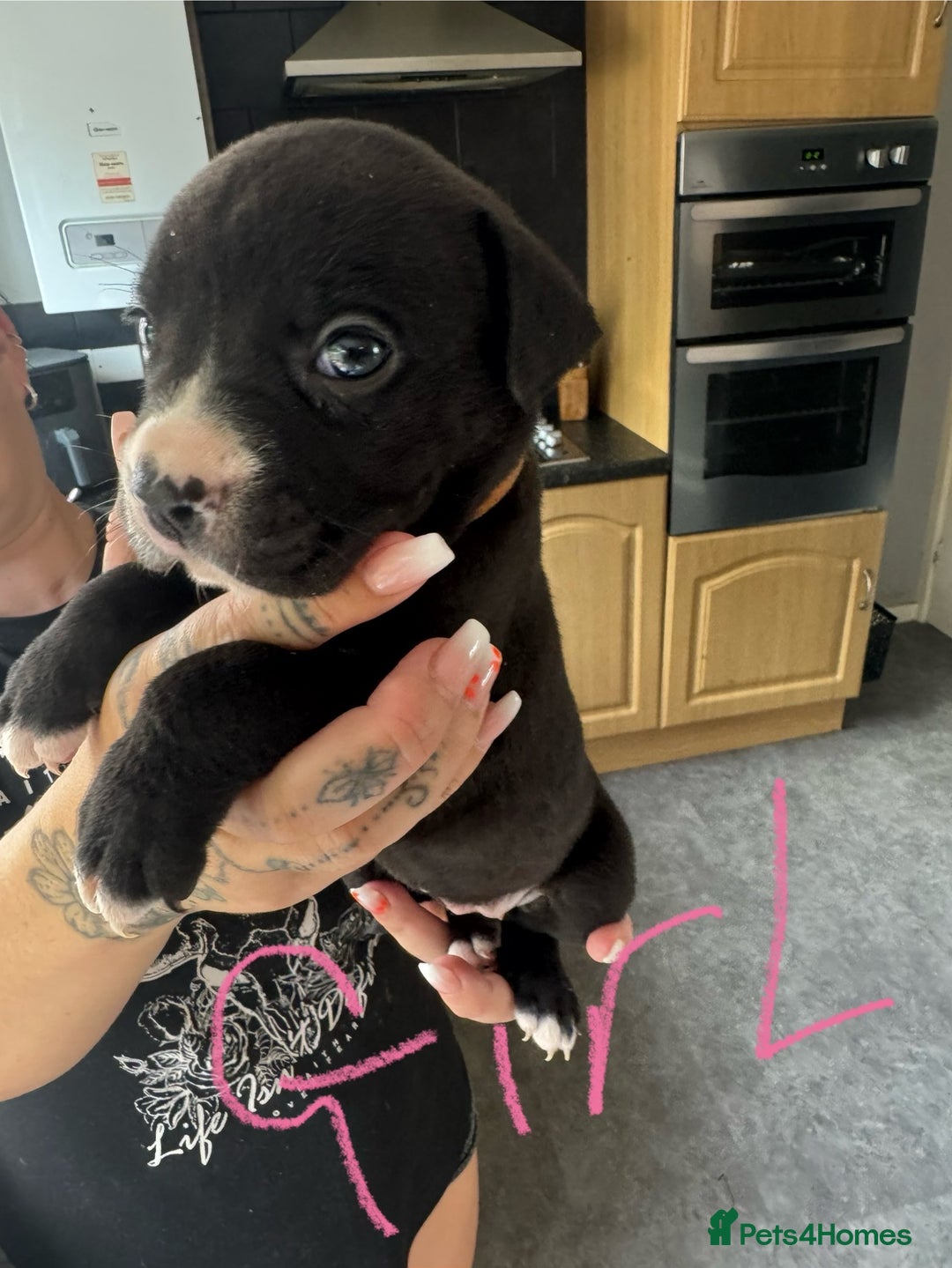 Mixed Breed dogs for sale: Cane Corso x American Bulldog puppies  - Image 5