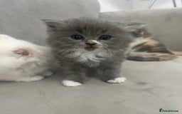 Scottish Fold cats for sale: Scottish fold straight kittens medium/long hair - Image 10