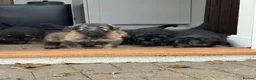 German Shepherd dogs for sale: Pure bred Straight Back German Shepherds - Advert 11