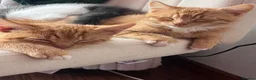 Mixed Breed cats for sale: Kittens  in Perth - Advert 7